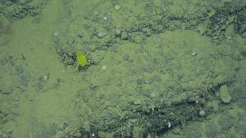 Media type: image;   Invertebrate Zoology 153114 Description: live specimen;